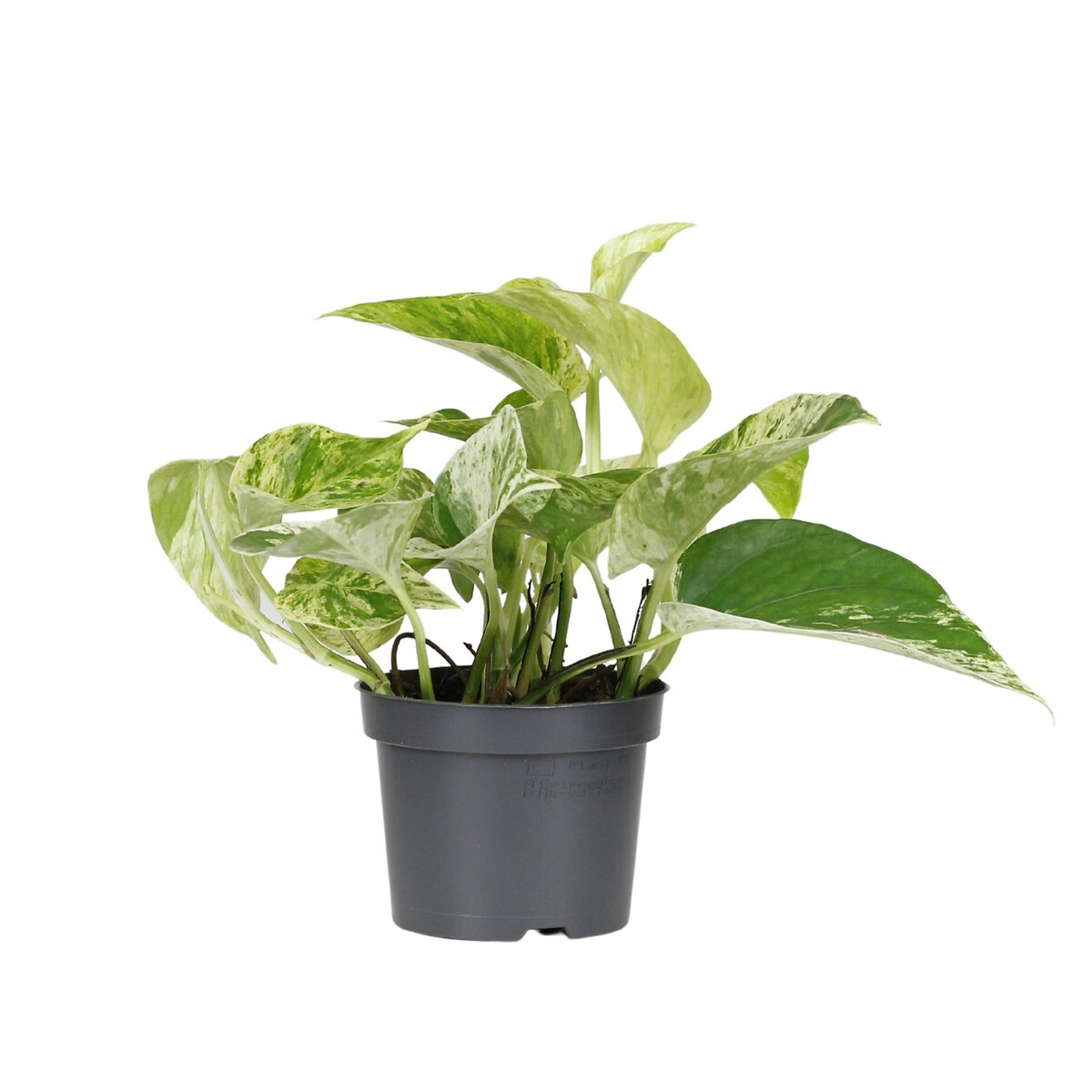 Planta Scindapsus marble queen, BIOMA verde, BIOMA PLANTS