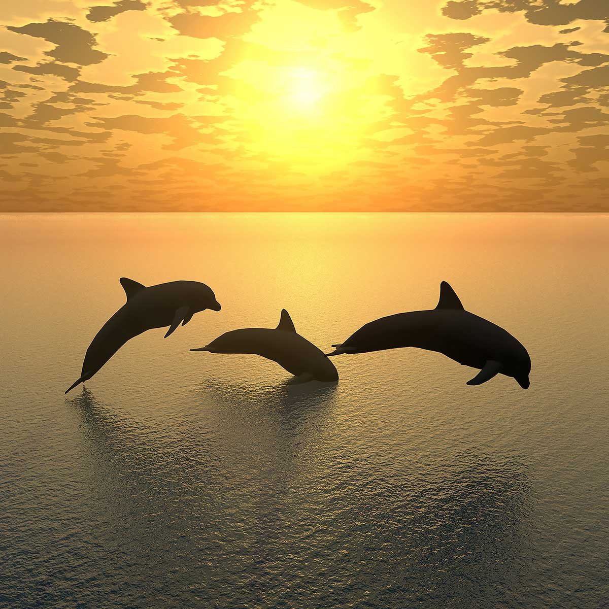 Tableau décoratif dauphins tableau alu dibond, HEXOA
