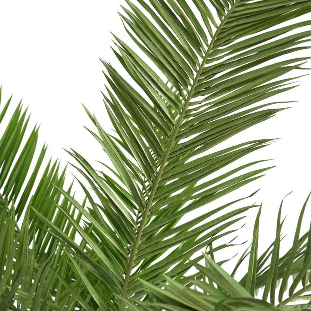 Palmier Dattier Artificiel en tête H 350 cm vert, ARTIFICIELLES