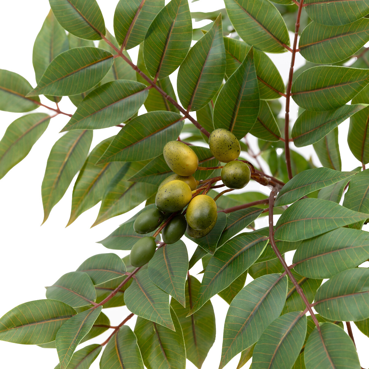 5ft Potted Chinese White Olive Tree green, ÉDITÉ