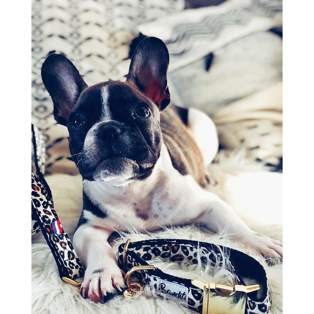 Collier pour chien WILD WILD WOUF motif léopard, FRENCH BANDIT