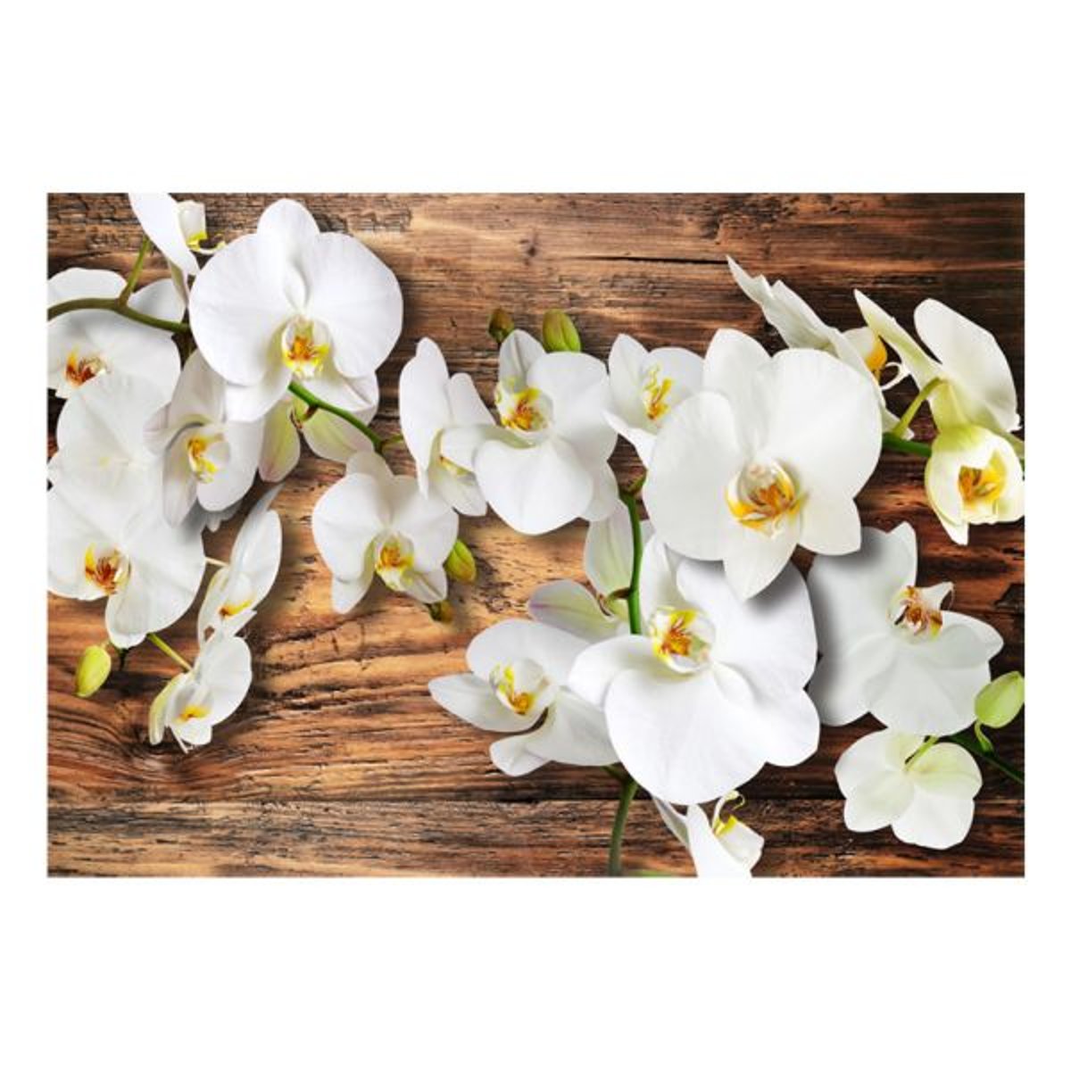 Papier peint intissé panoramique Fleurs Forest Orchid vert, EDEN