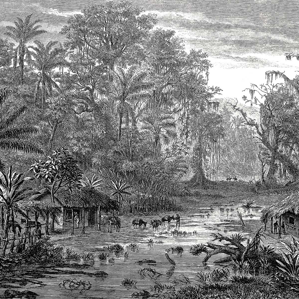 Tableau gravure forêt de mangroves tableau alu dibond, HEXOA