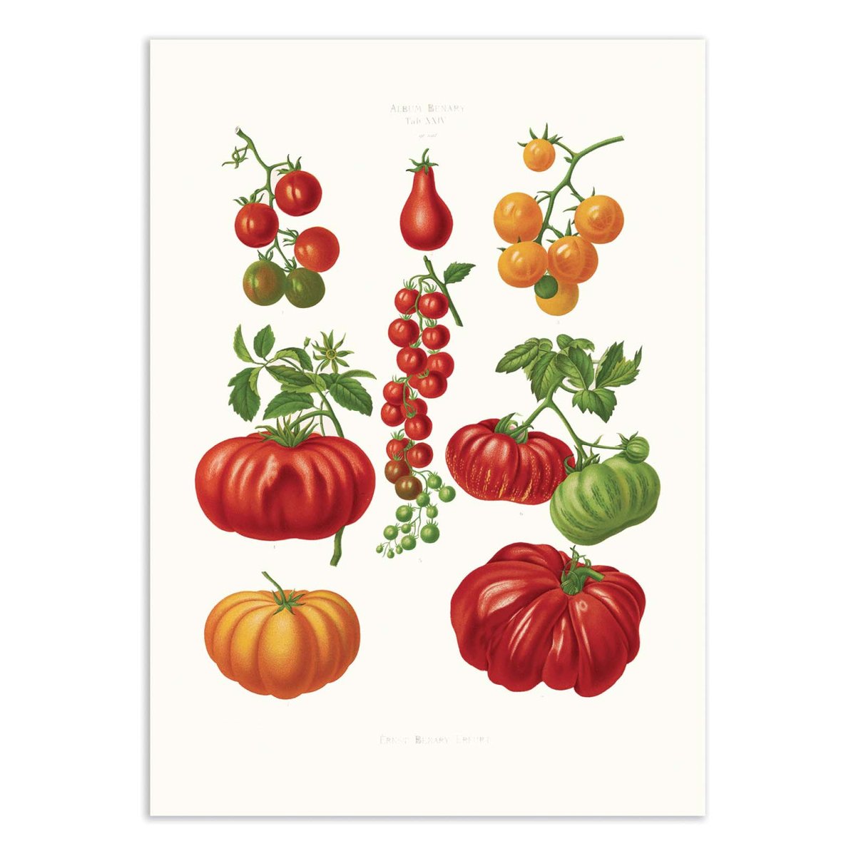 Affiche d'art - Tomatoes (1876) By Ernst Benary couleur unique, WALL EDITIONS