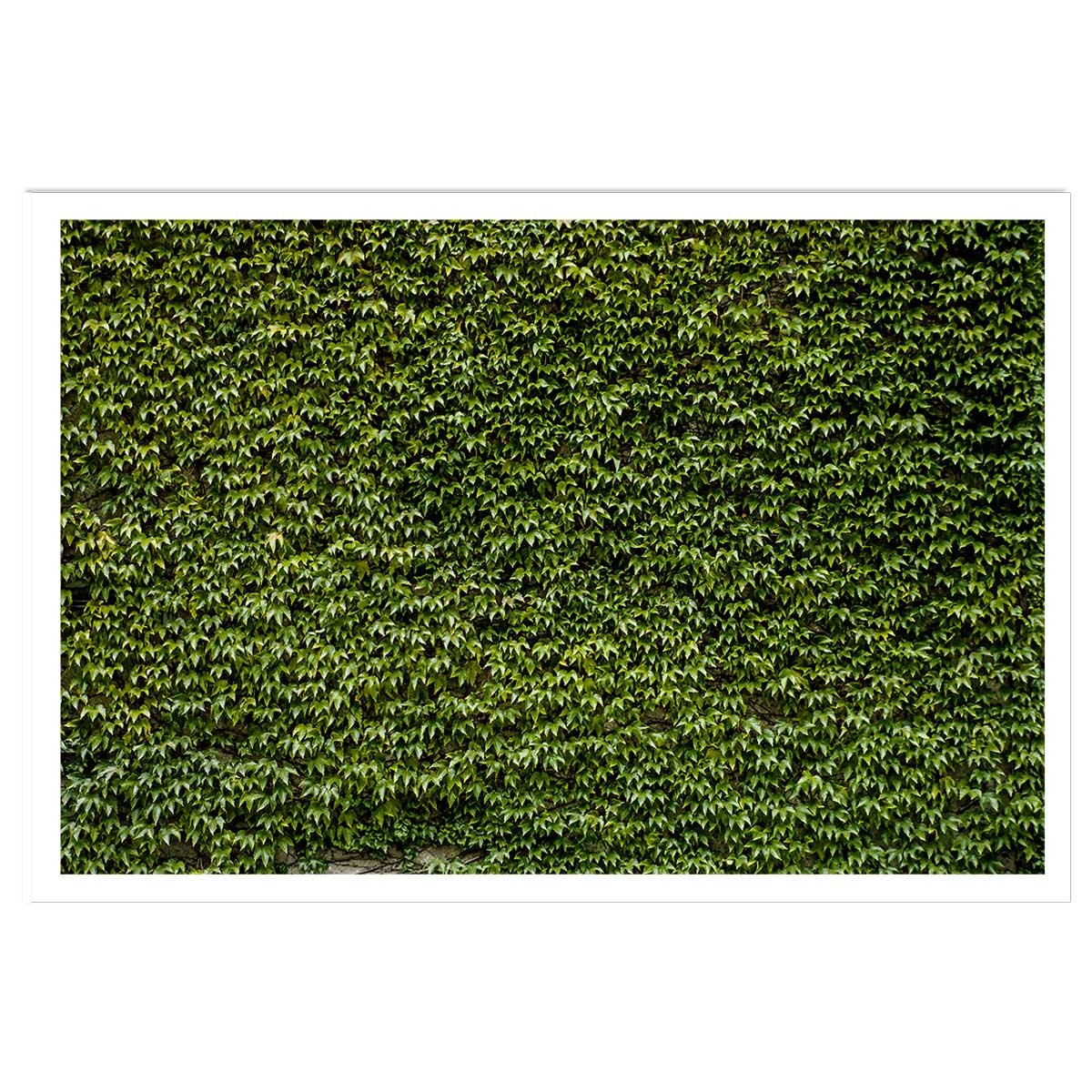 Affiche nature mur de lierres affiche seule, HEXOA