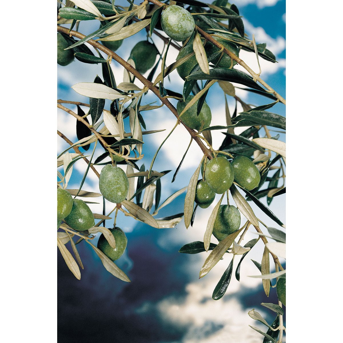 Tableau kalamata tableau alu dibond, HEXOA