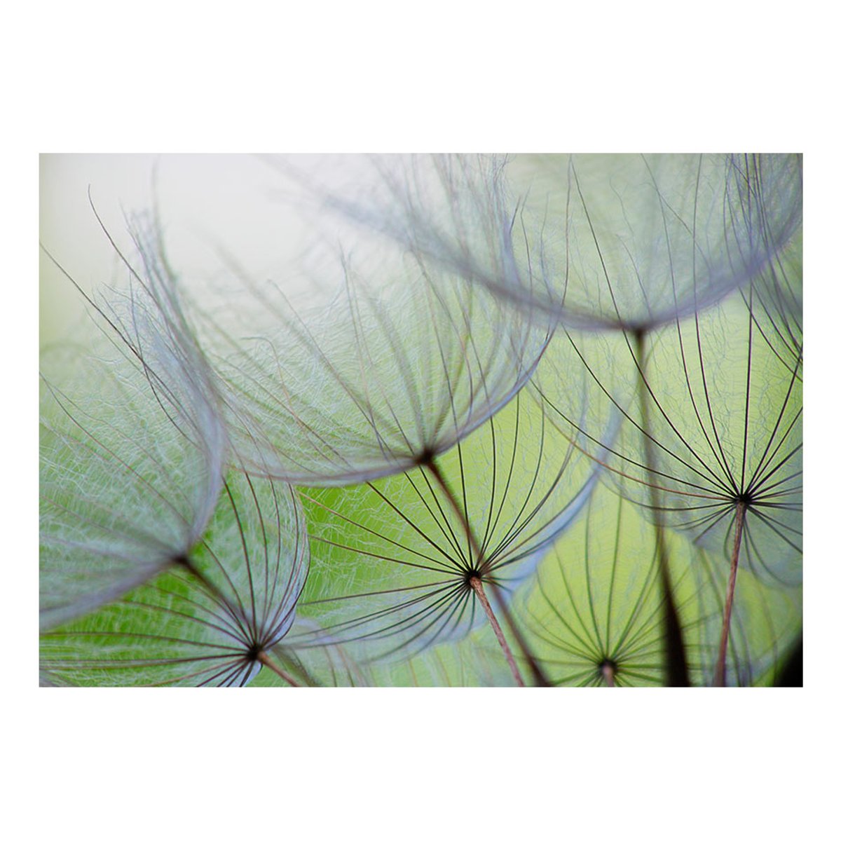 Papier peint intissé panoramique Fleurs Moments futiles vert, EDEN