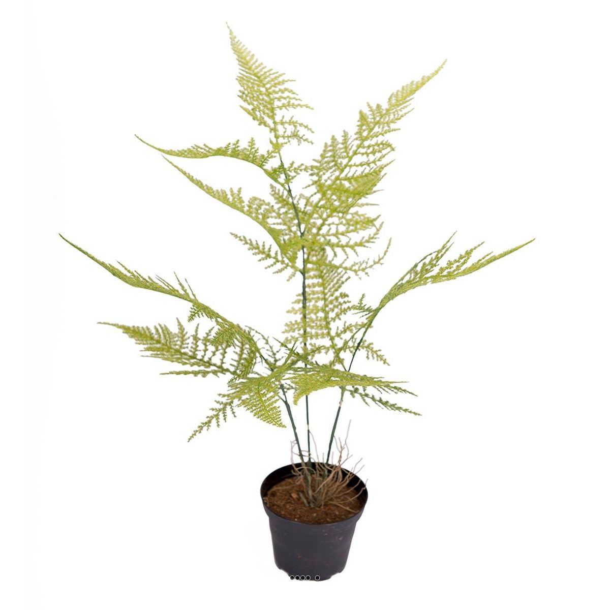 Asparagus Plumosus plante verte factice en p v002239, ARTIFICIELLES