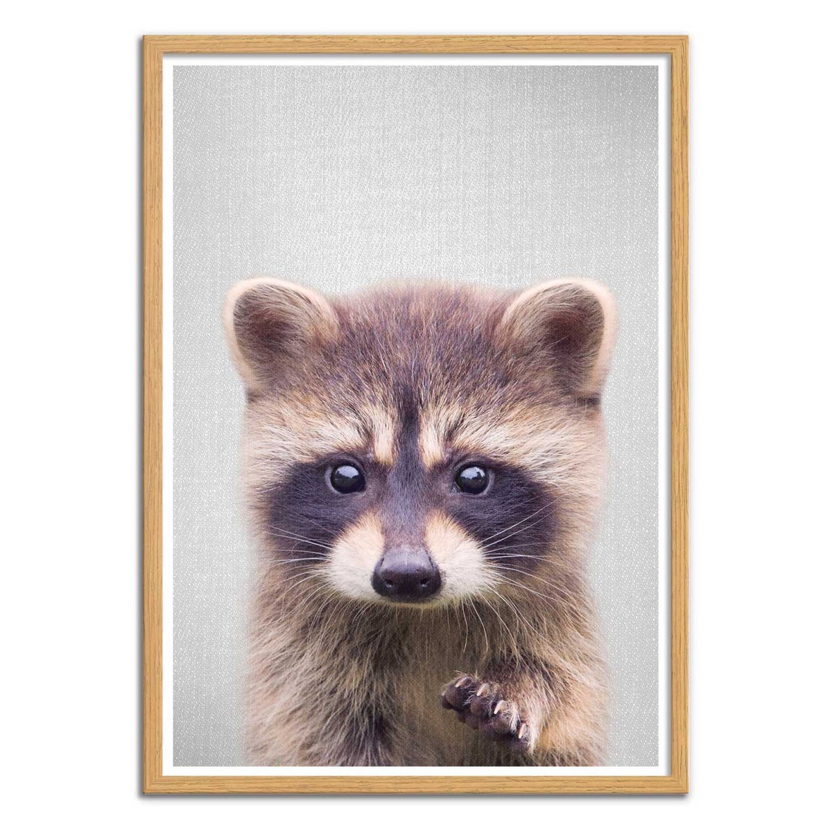 Affiche d'art - Raccoon - Gal Design affiche d'art, WALL EDITIONS