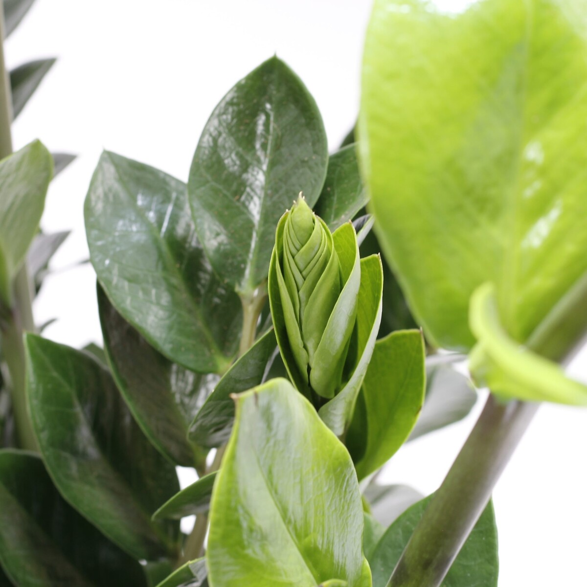 Zamioculca Zamiifolia, BIOMA verde, BIOMA PLANTS