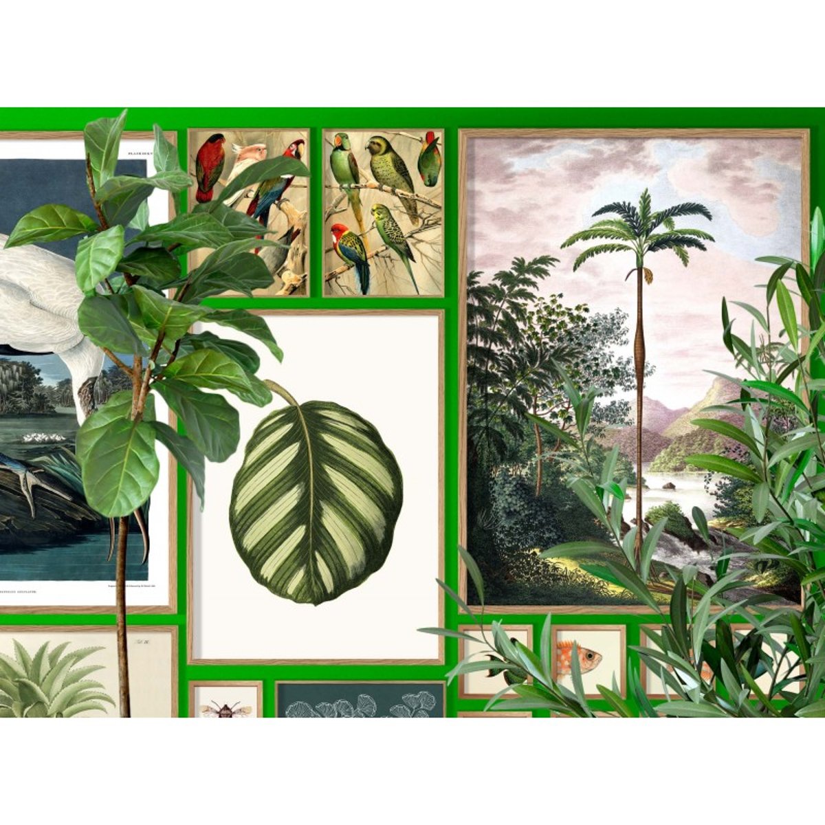 Poster perroquets  Parrots left side multicolore, THE DYBDAHL CO