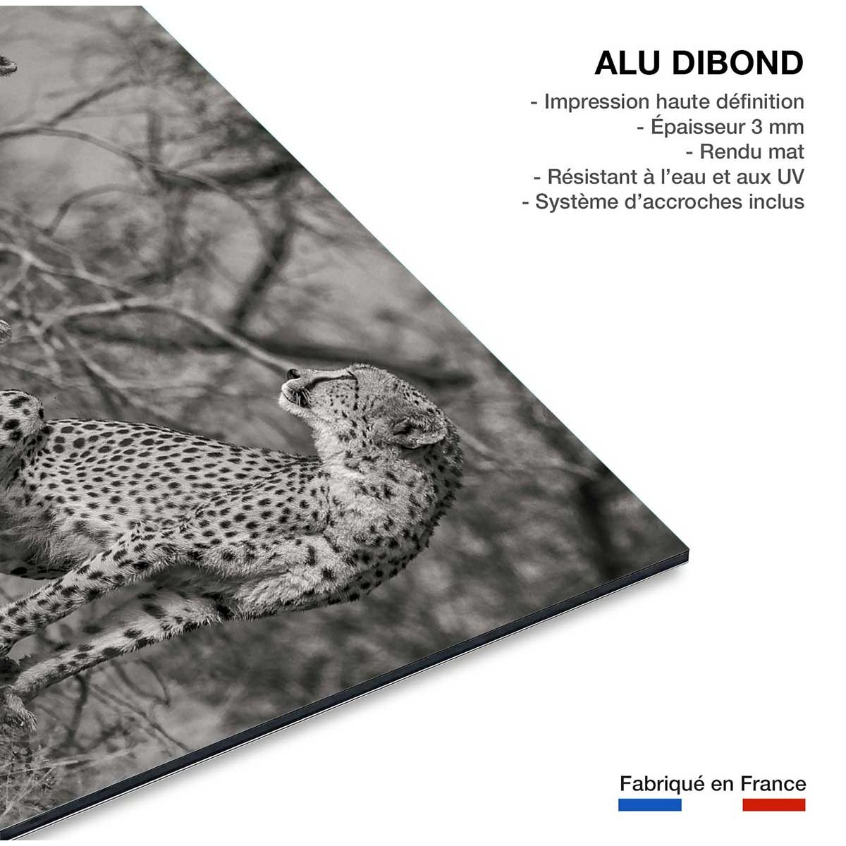 Tableau animaux 3 petits chats tableau alu dibond, HEXOA
