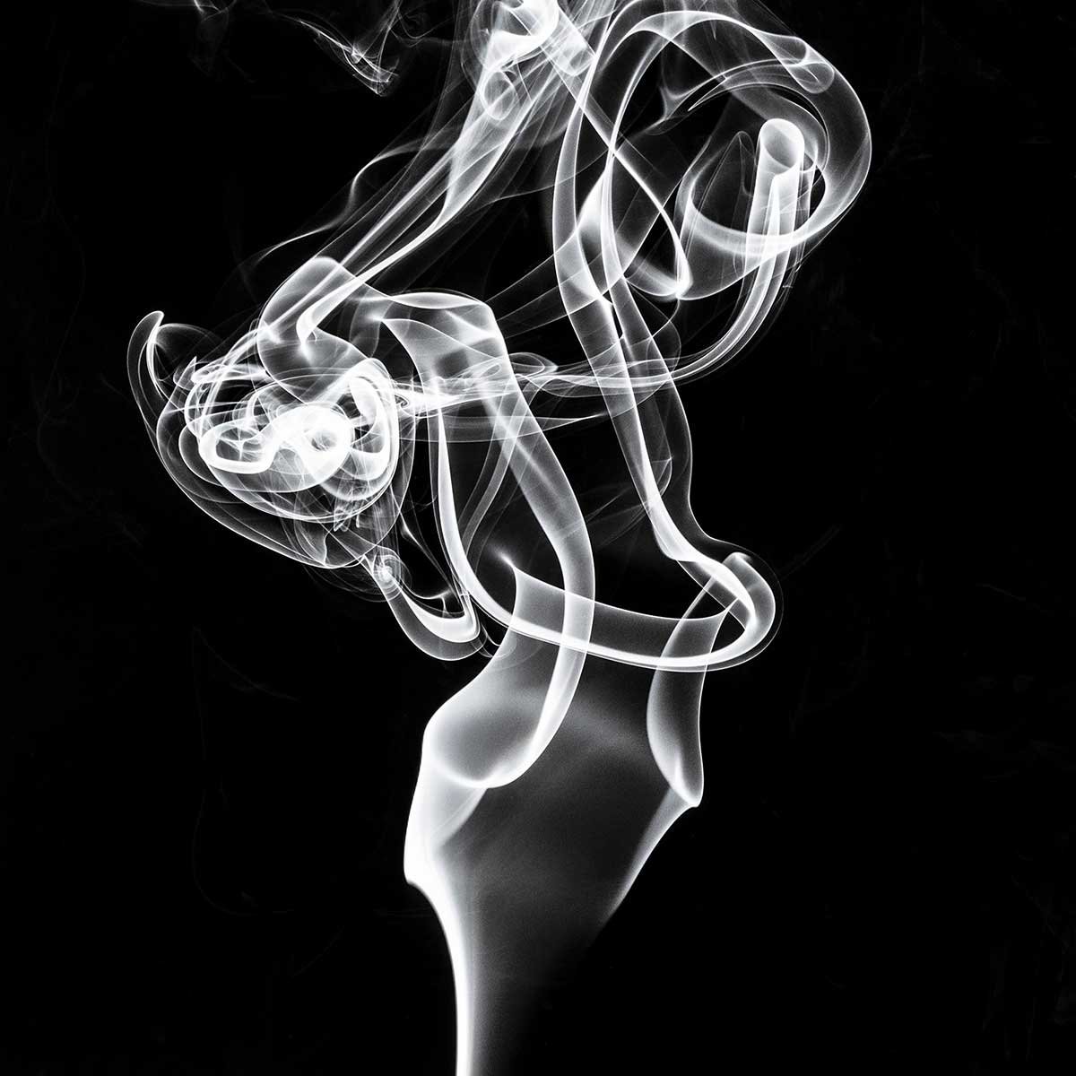 Tableau  white smoke tulip dream tableau alu dibond, HEXOA