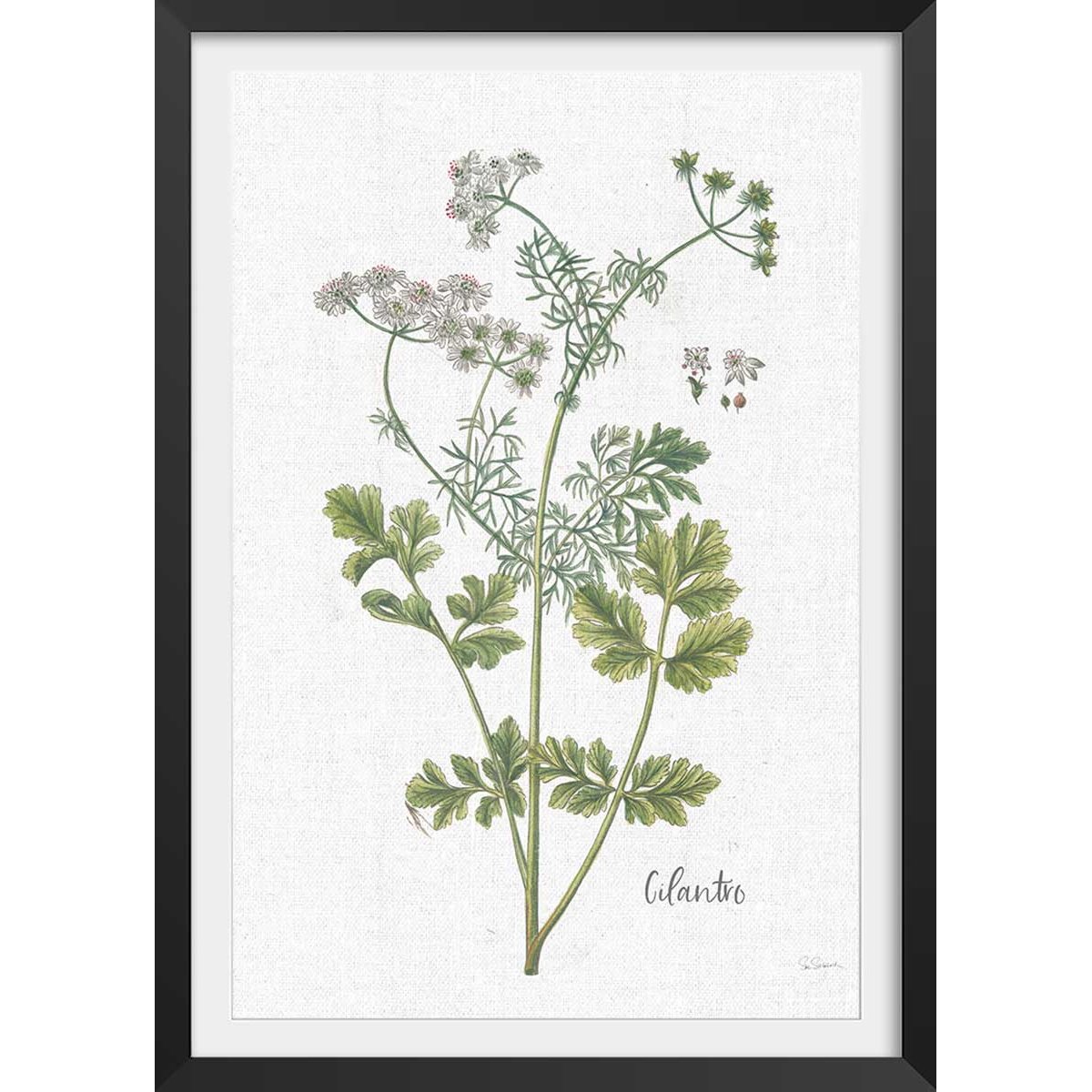 Affiche fleurs Coriandre dessinée affiche + cadre en bois - noir, HEXOA