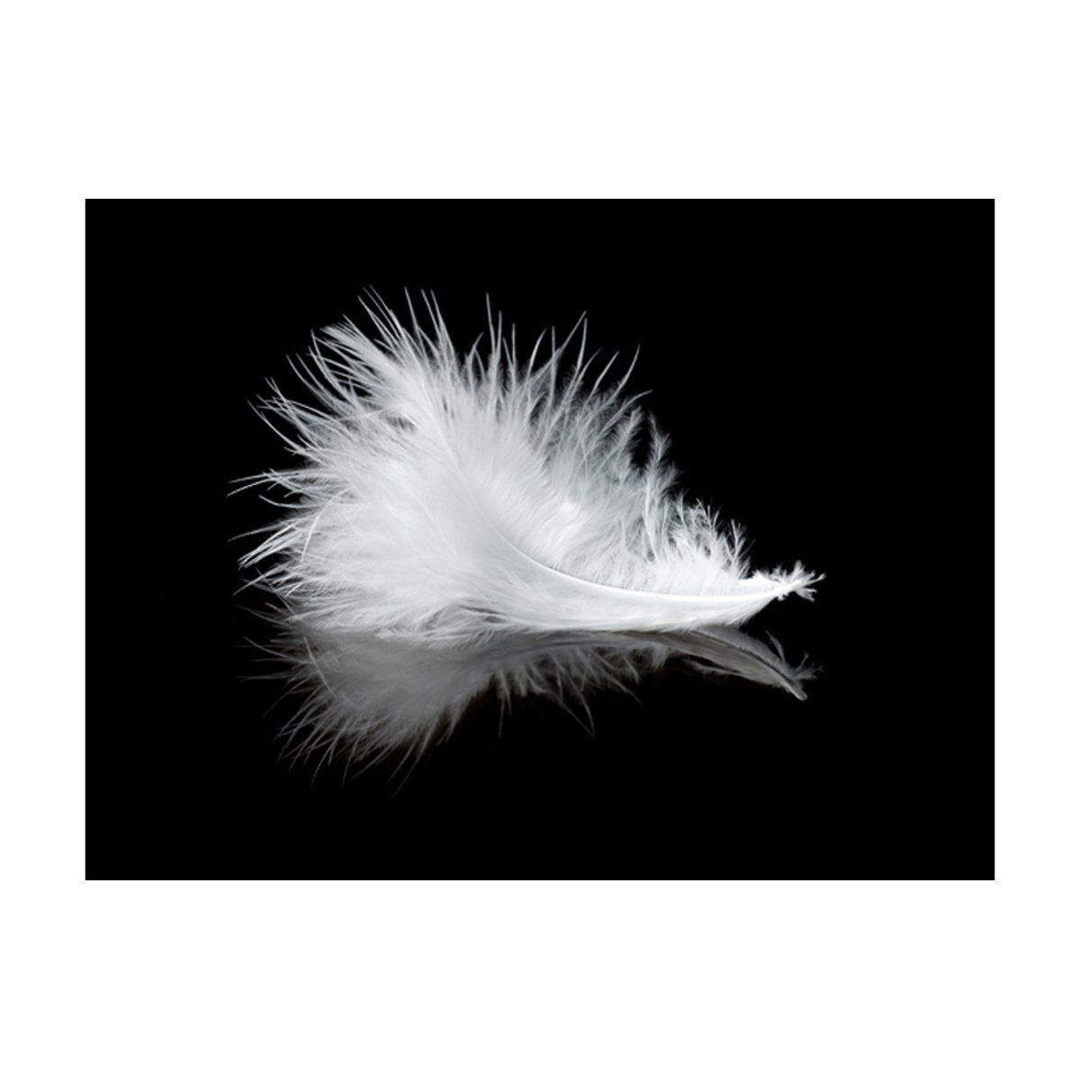 Papier peint intissé panoramique Animaux White feather noir, EDEN