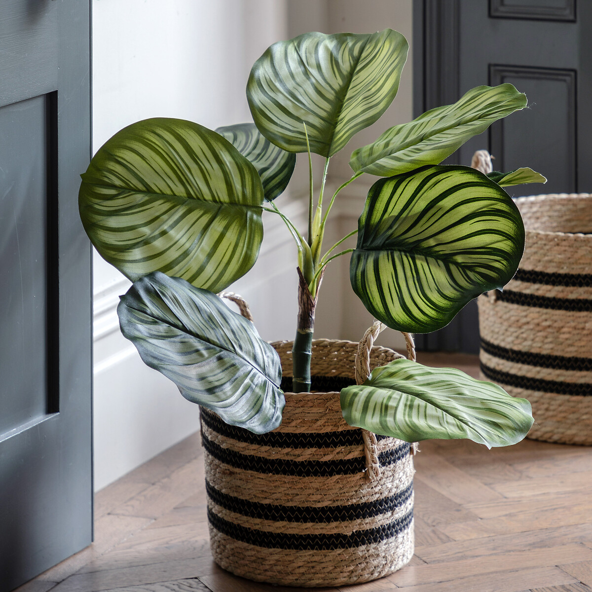 2ft Potted Calathea Leaf Tree green, ÉDITÉ