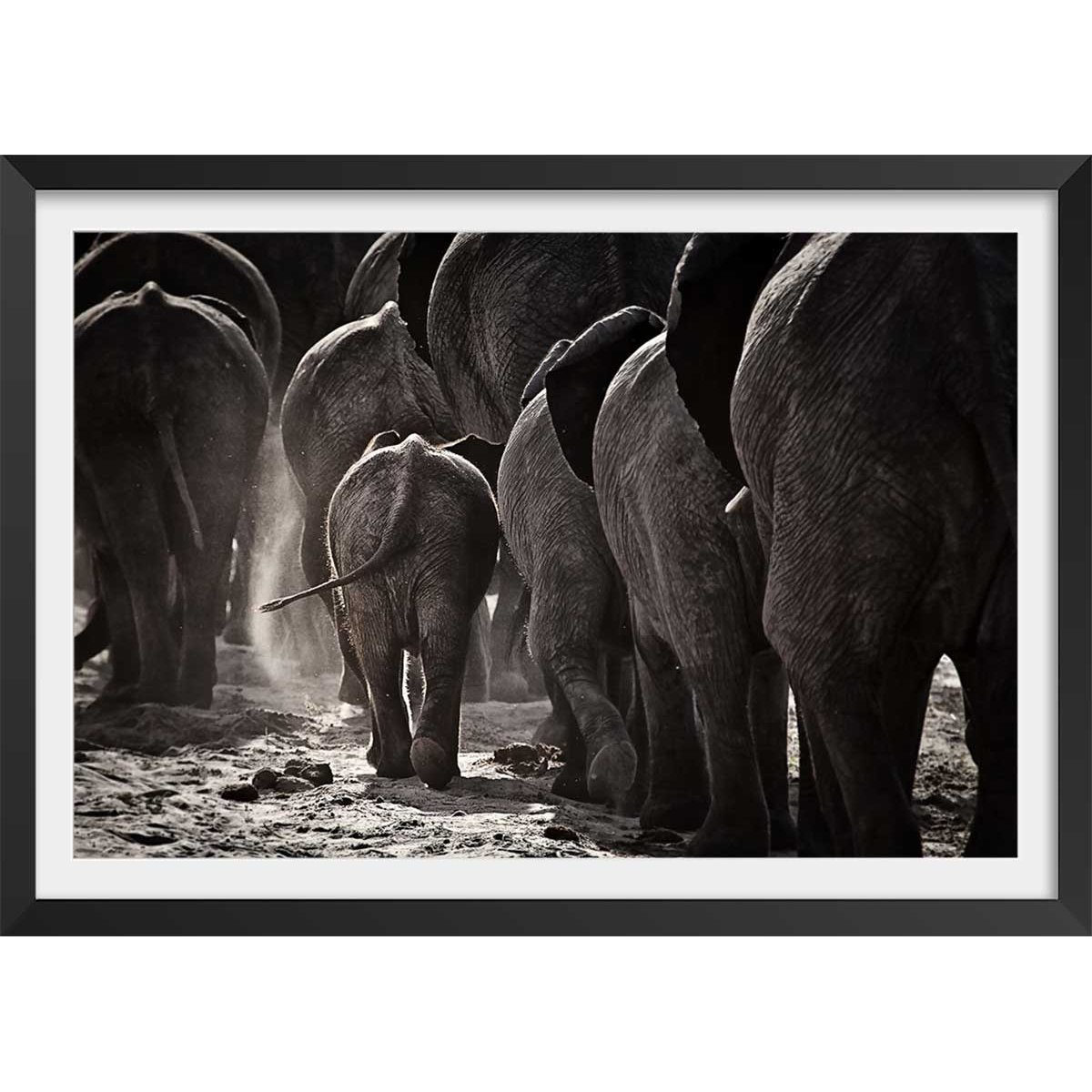 Affiche animaux cap afrique affiche + cadre en bois - noir, HEXOA