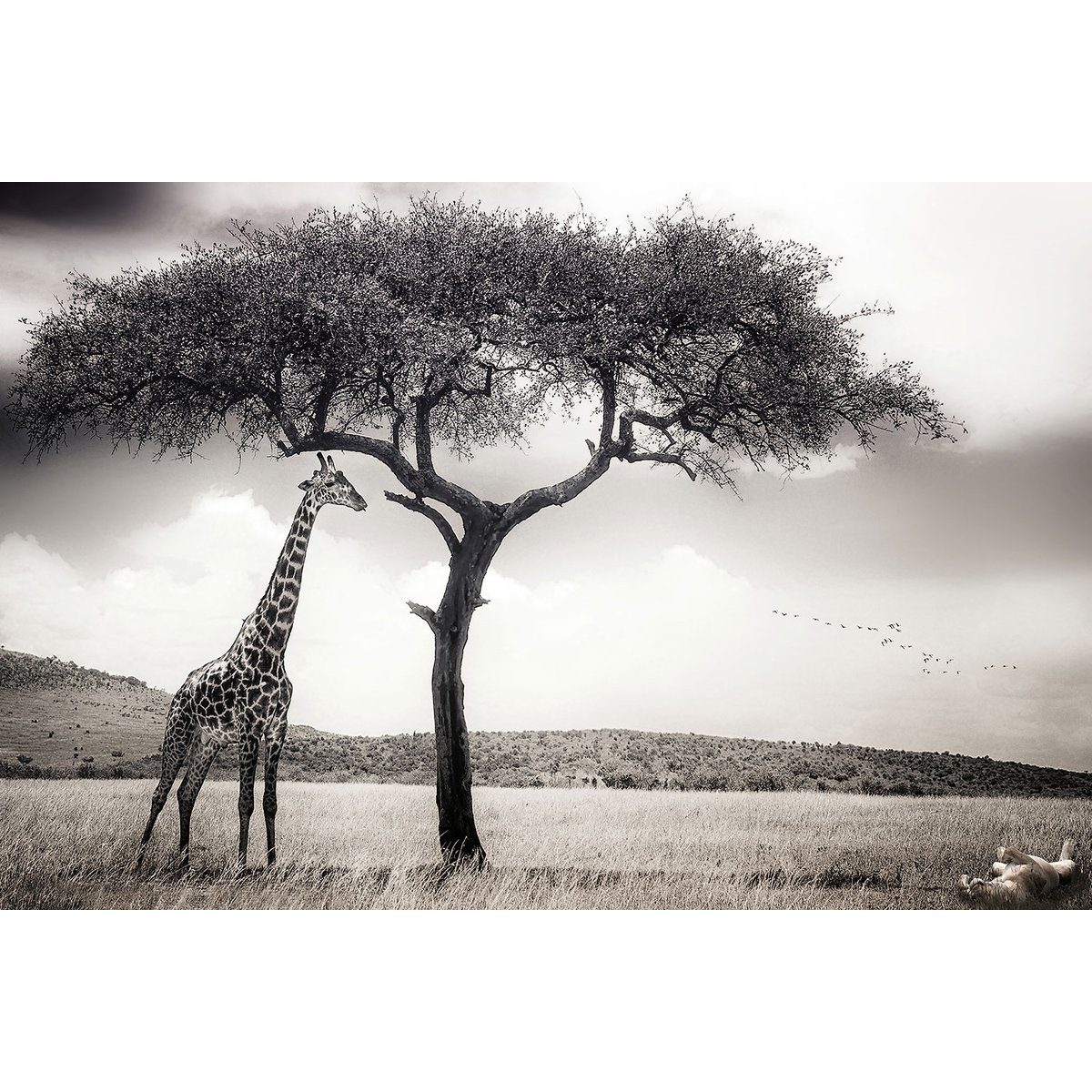 Tableau animaux sous le soleil d' afrique tableau alu dibond, HEXOA