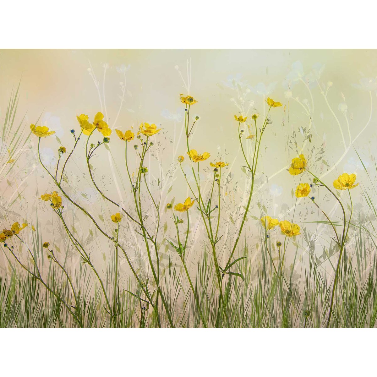 Papier peint fleurs jaunes intissé, HEXOA