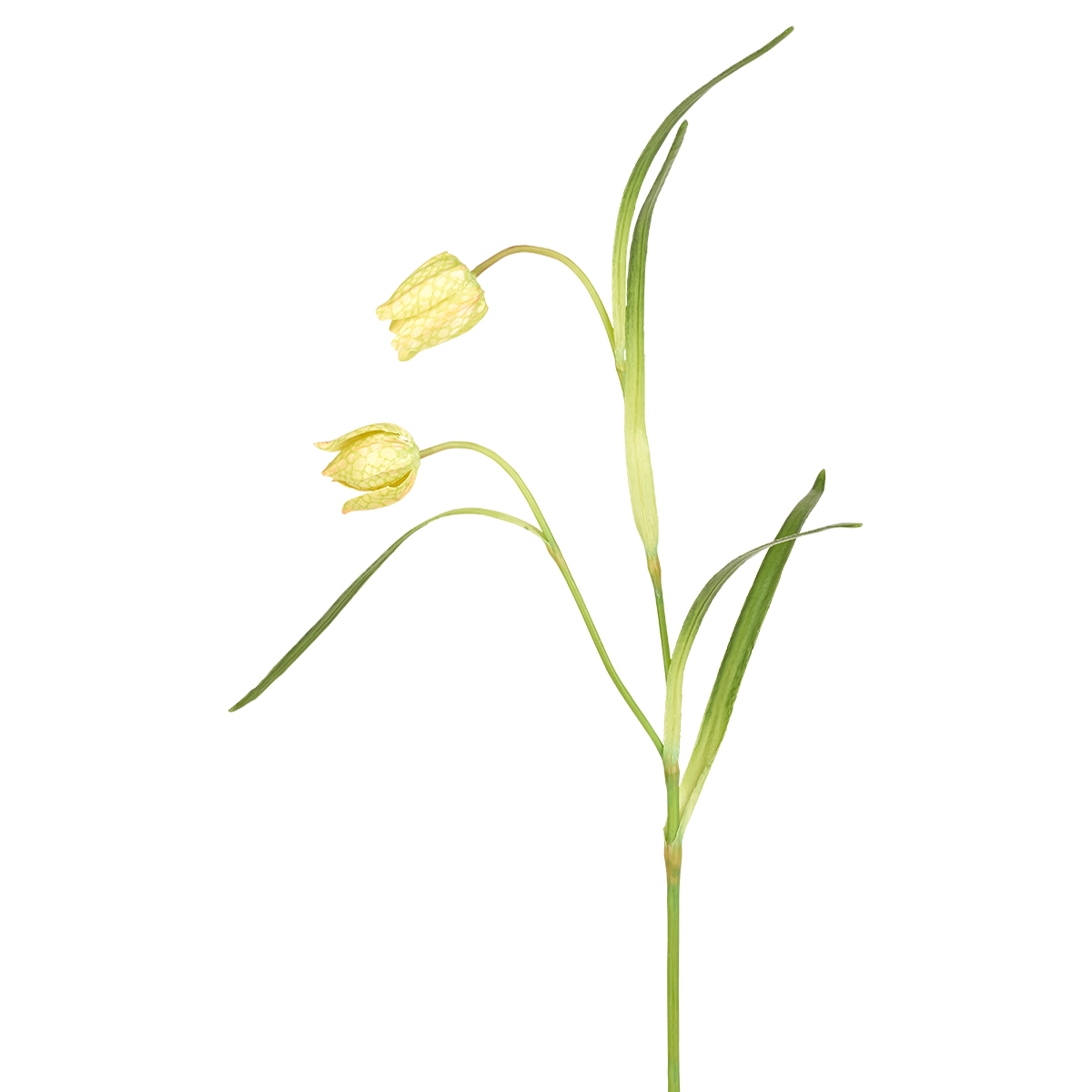 Tige de fritillaria impériale artificielle H70 rouge, SIA DECO