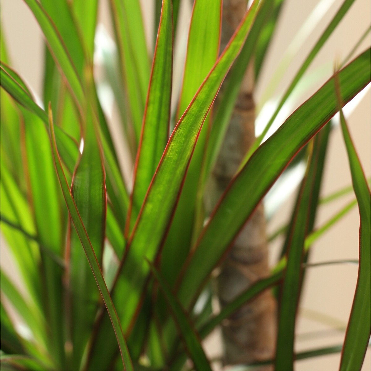 Dracaena Marginata, BIOMA verde, BIOMA PLANTS
