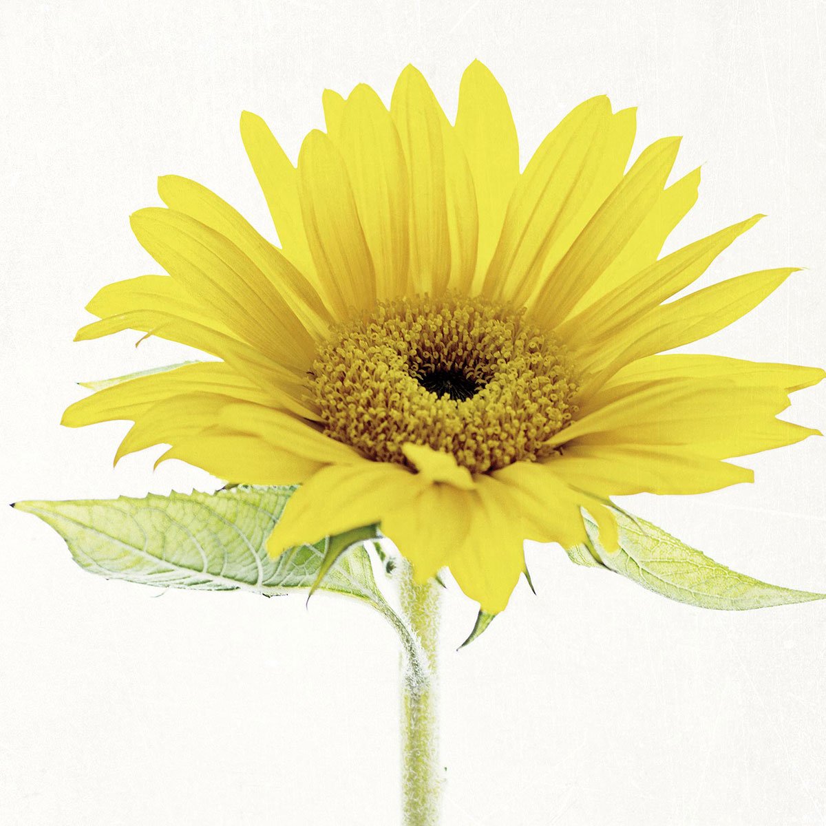 Papier peint fleur de tournesol intissé, HEXOA