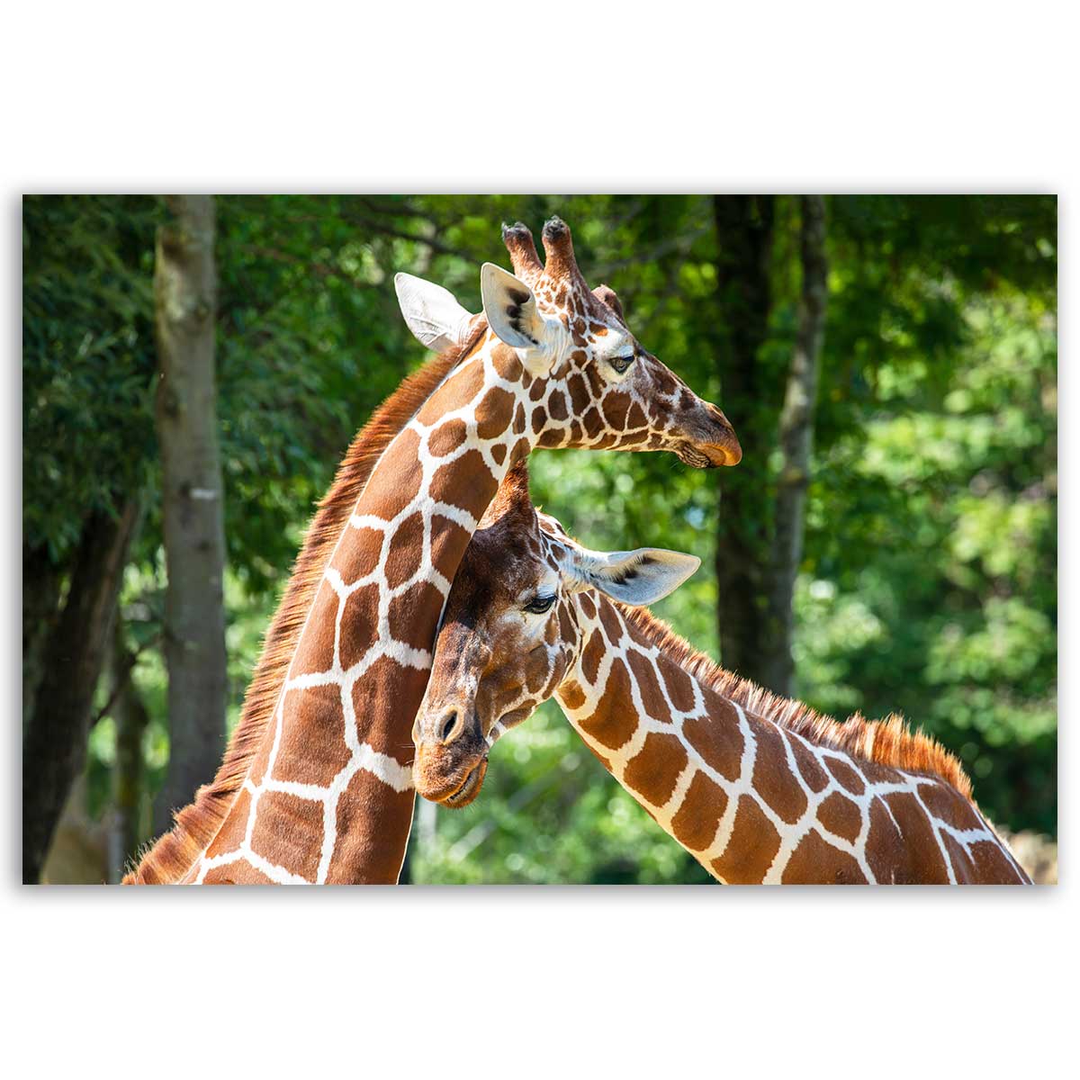 Tableau girafes complices en forêt toile imprimée, HEXOA