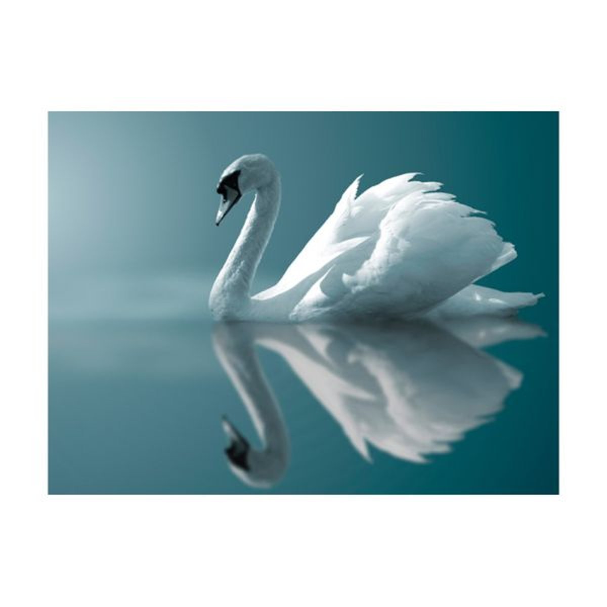 Papier peint intissé panoramique Animaux Cygne blanc bleu, EDEN
