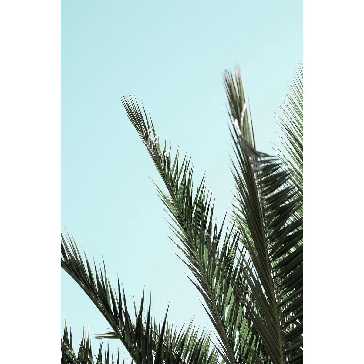 Tableau palme bleue tableau alu dibond, HEXOA