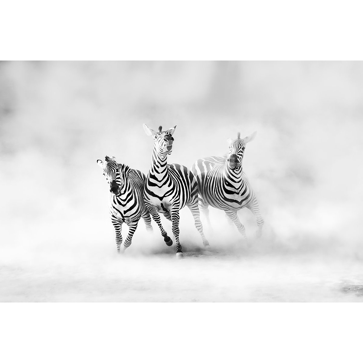 Tableau animaux racing stripes tableau alu dibond, HEXOA