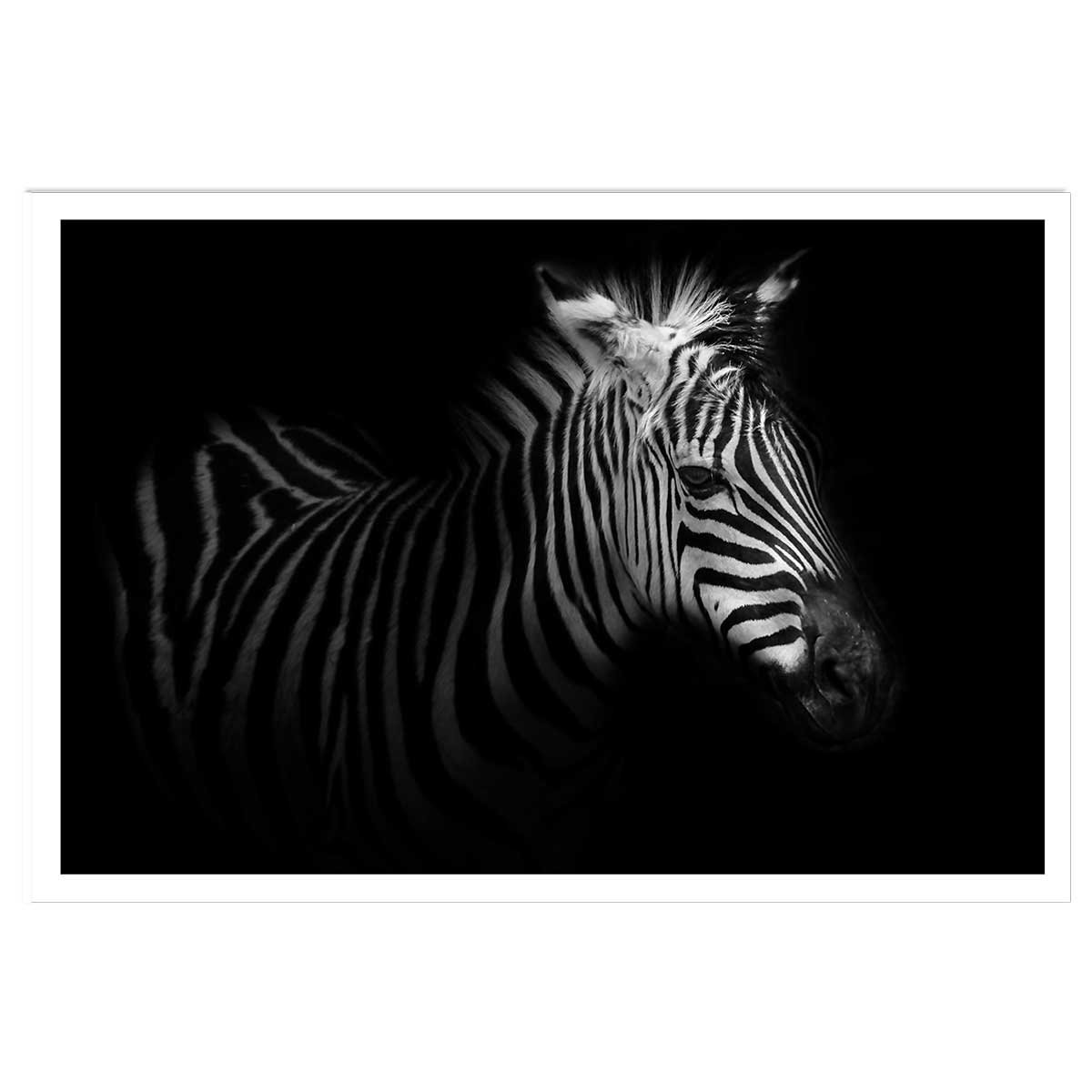 Affiche zebre dans la lumière affiche seule, HEXOA