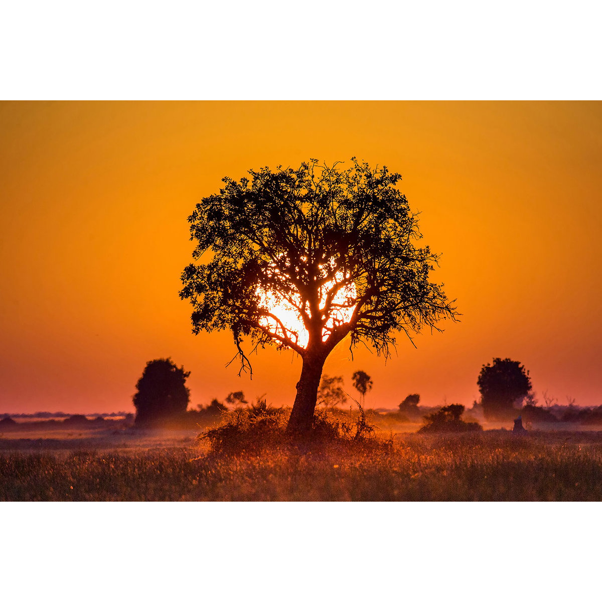 Tableau la savane tableau alu dibond, HEXOA