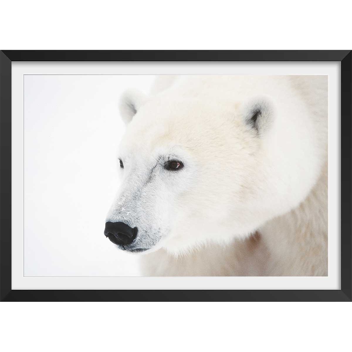 Affiche photo ours blanc polaire affiche + cadre en bois - noir, HEXOA