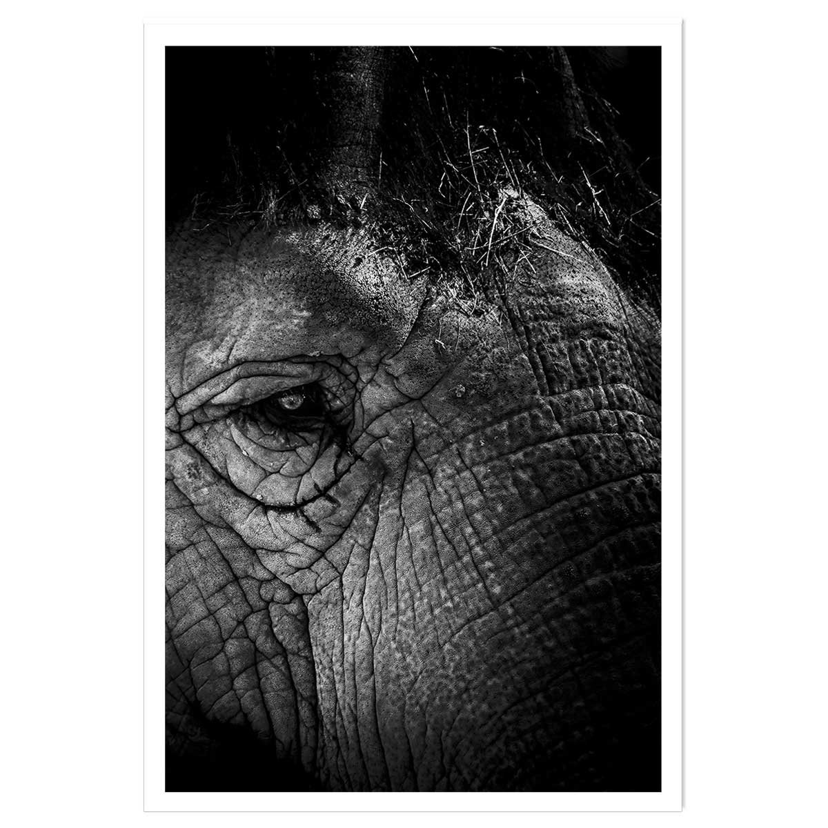Affiche éléphant close up affiche seule, HEXOA
