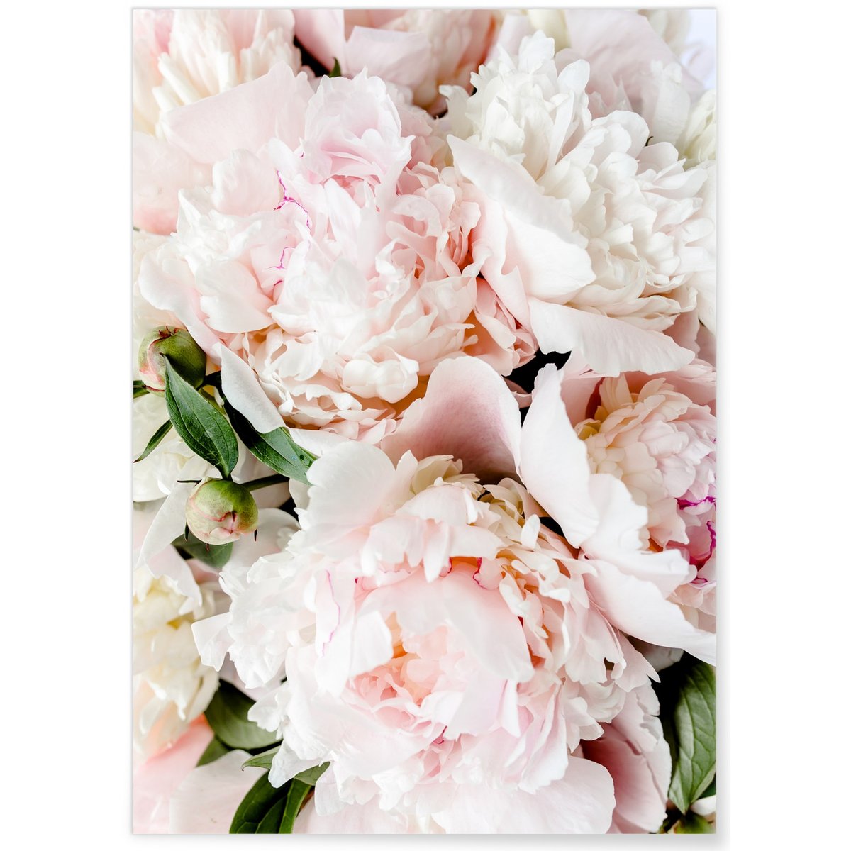 Poster Nature Pivoine Rose blanc, L'AFFICHERIE