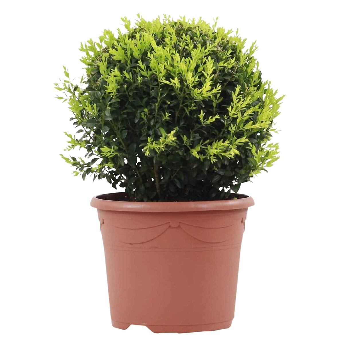 Planta Arbusto Bola, BIOMA verde, BIOMA PLANTS