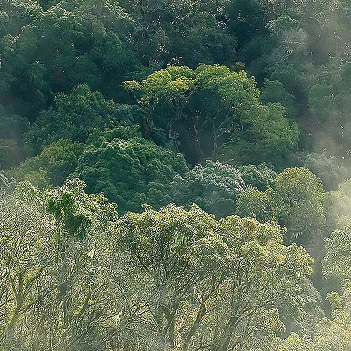Affiche encadrée forêt brumeuse et lumière douce affiche + cadre en métal - noir, HEXOA