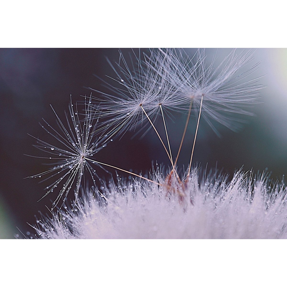 Tableau fleurs dandelion seeds tableau alu dibond, HEXOA
