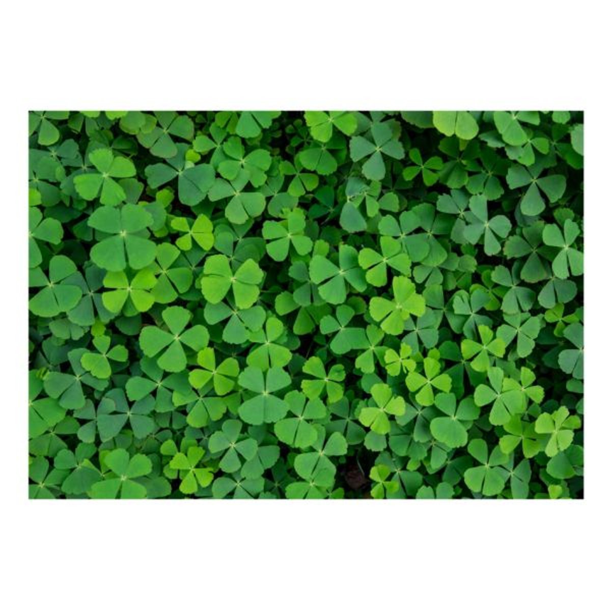 Papier peint intissé panoramique Fleurs Green Clover vert, EDEN