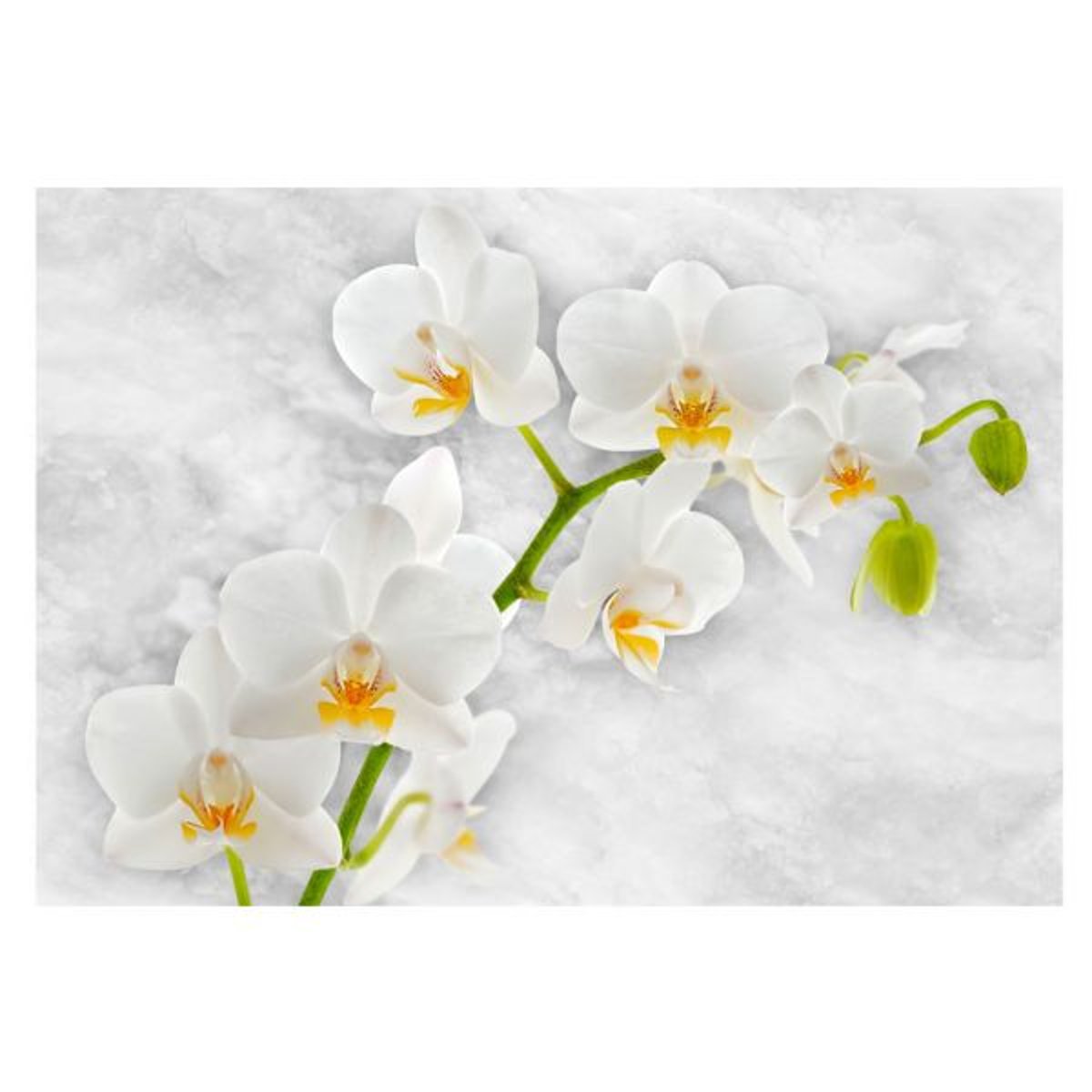 Papier peint intissé panoramique Fleurs Lyrical orchid - White blanc, EDEN