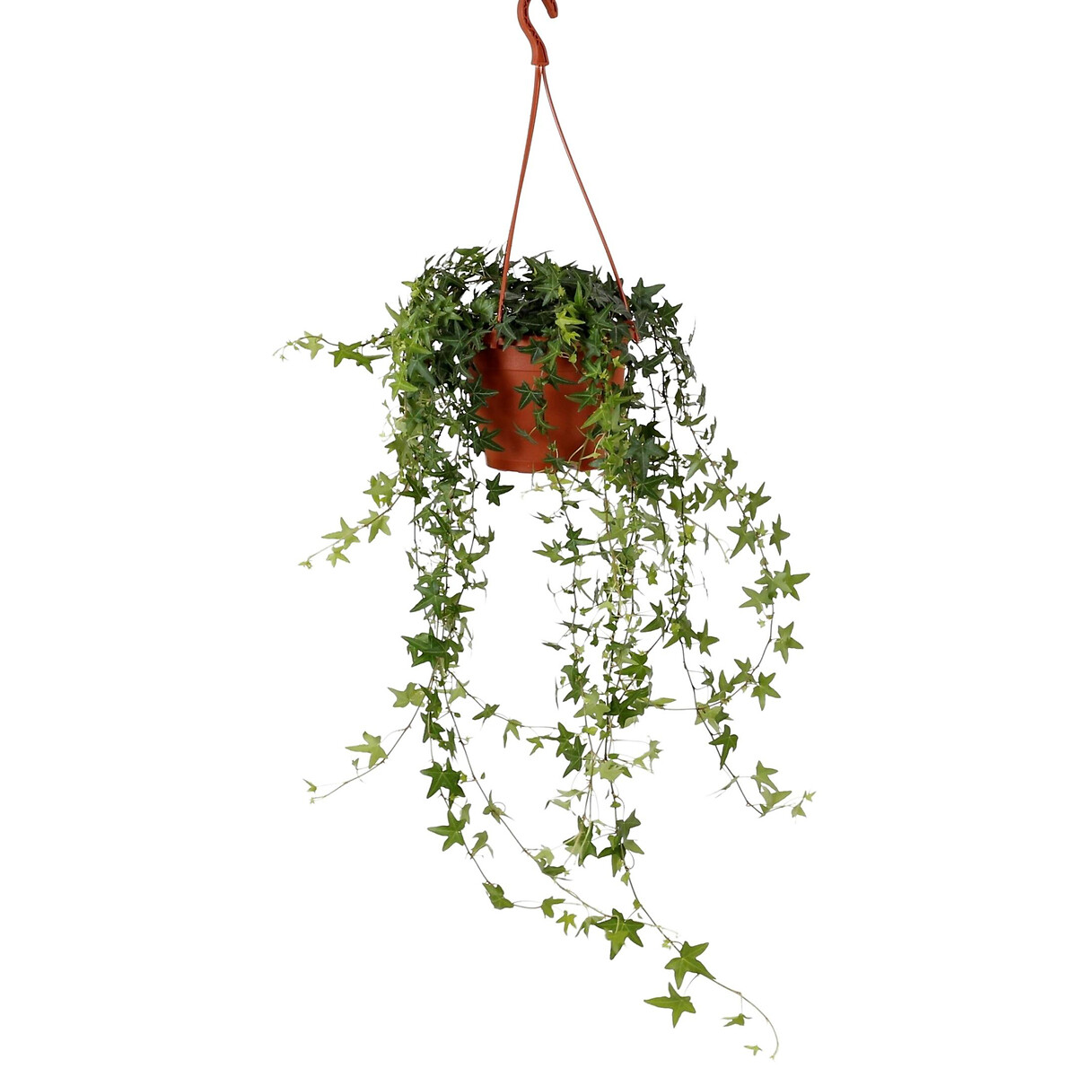 Planta Hera jacobine, BIOMA verde, BIOMA PLANTS