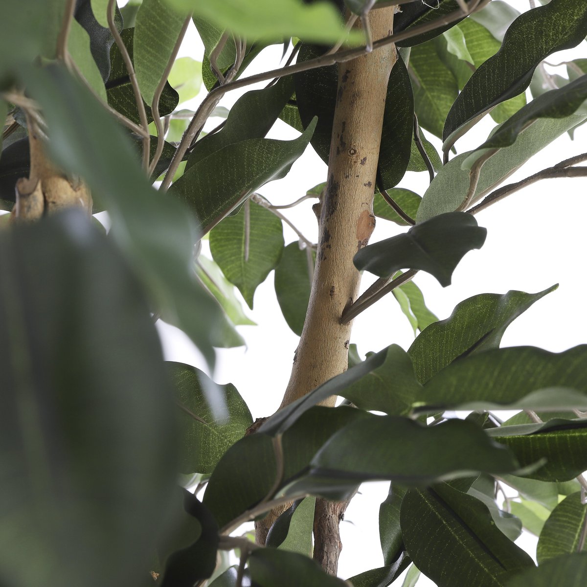 Plante artificielle FICUS vert, MICA DECORATIONS