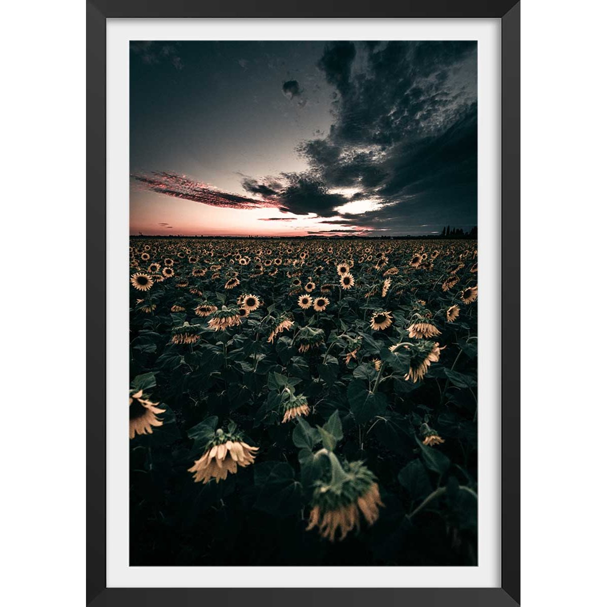 Affiche fleurs wake up sunflowers! affiche + cadre en bois - noir, HEXOA