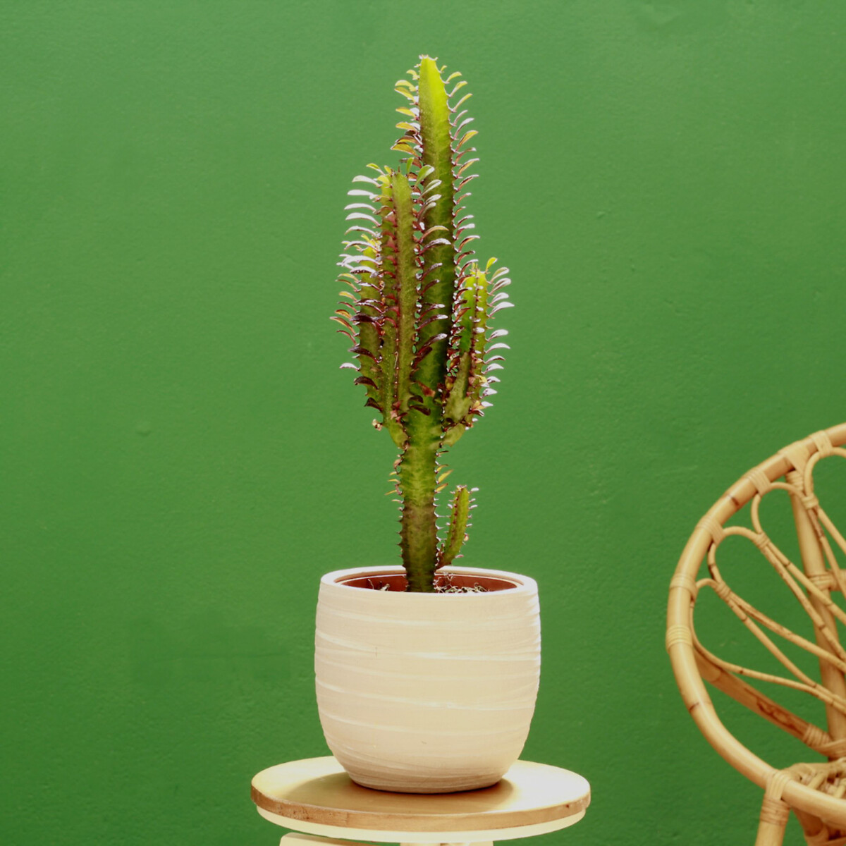 Planta Euphorbia trigona, BIOMA verde, BIOMA PLANTS