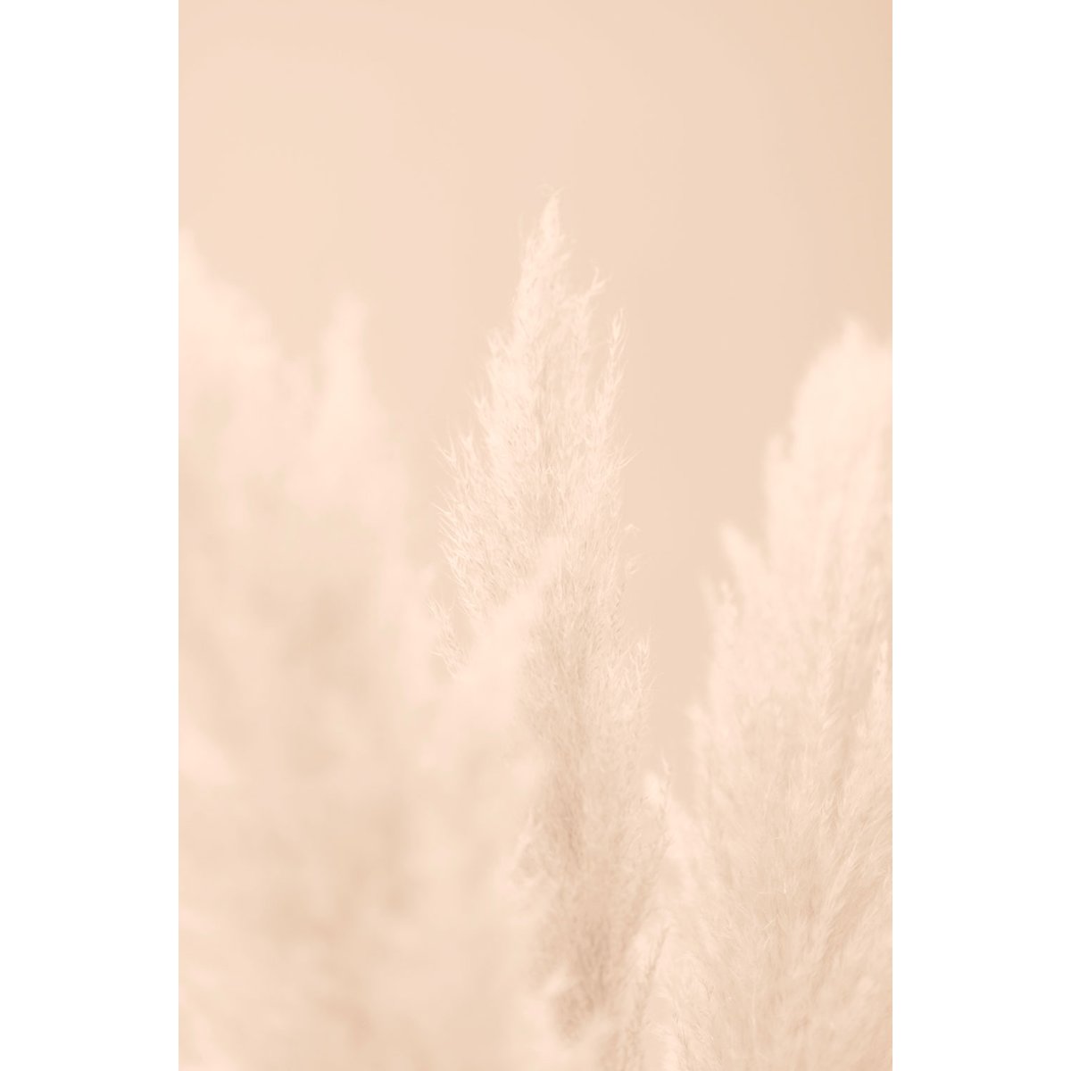 Tableau scandi fleurs de roseaux tableau alu dibond, HEXOA