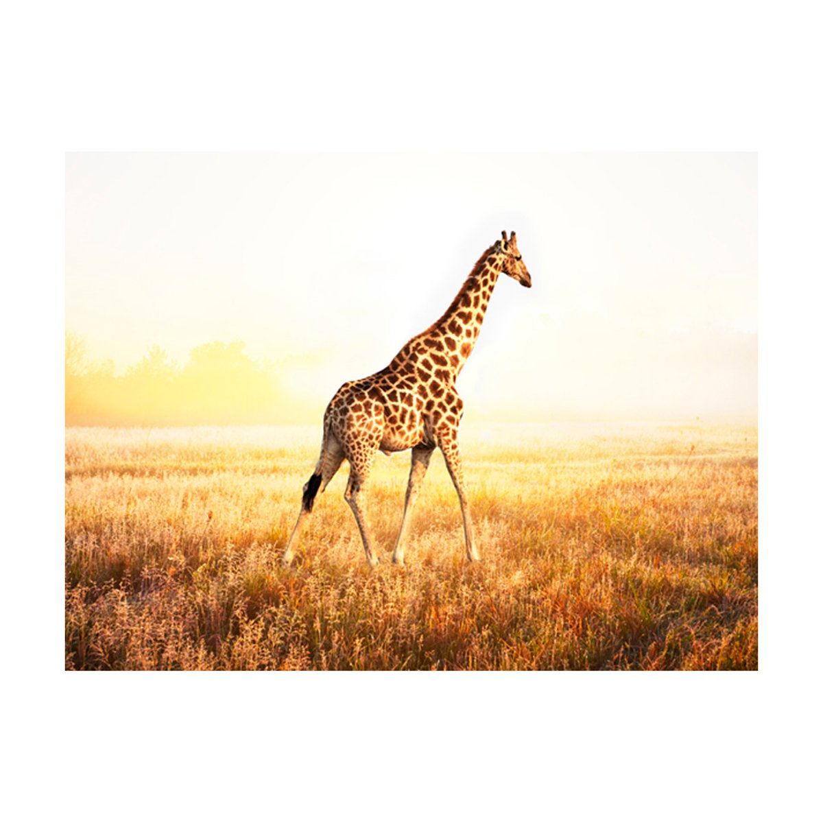Papier peint intissé panoramique Animaux girafe - promenade multicouleur, EDEN