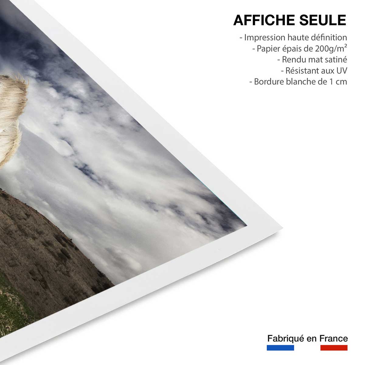 Affiche Chevaux blancs affiche seule, HEXOA