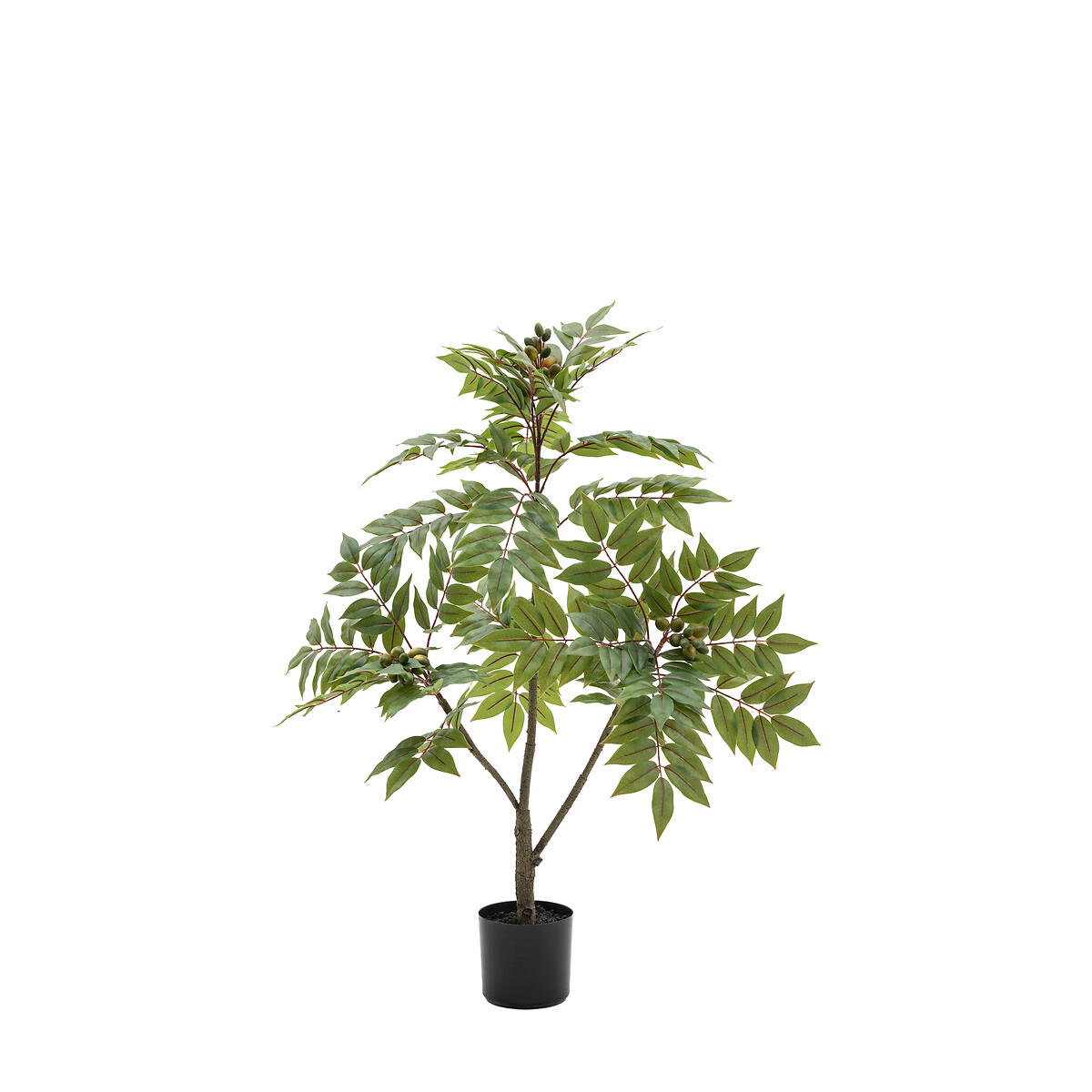 3ft Potted Chinese White Olive Tree dark green/light green, ÉDITÉ