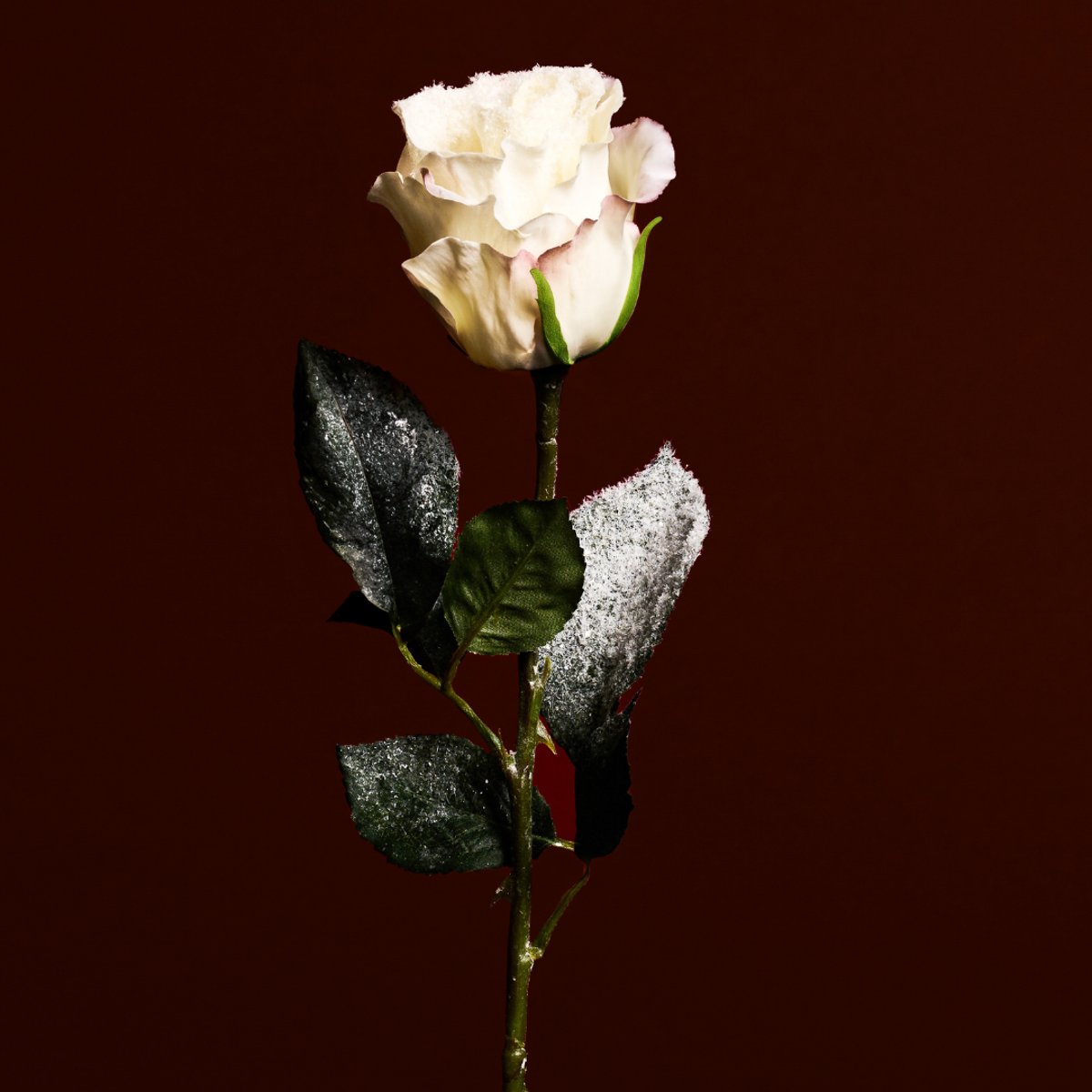 Tige de rose enneigée artificielle H47 crème, SIA DECO