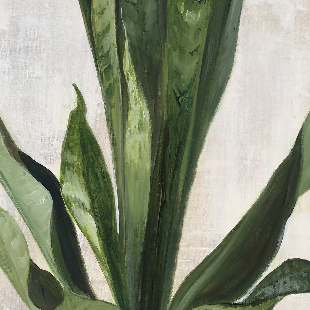 Tableau Sanseveria aquarelle tableau alu dibond, HEXOA